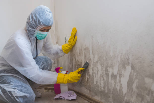 Best Mold Removal for HVAC Installations  in Kenilworth, NJ