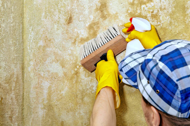 Best Mold Documentation for Insurance Claims  in Kenilworth, NJ