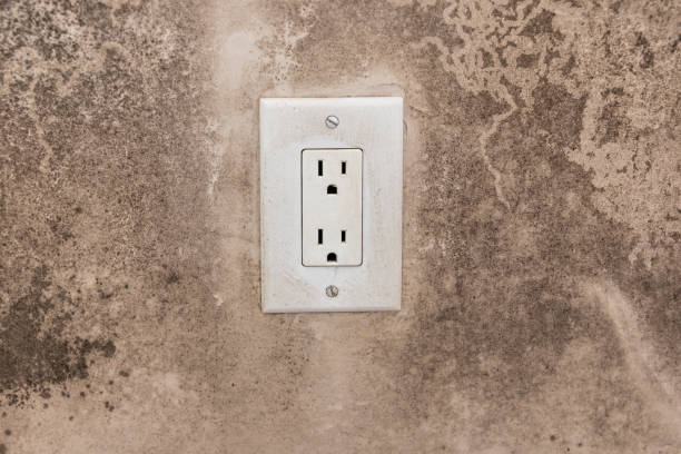 Professional Mold Removal in Kenilworth, NJ